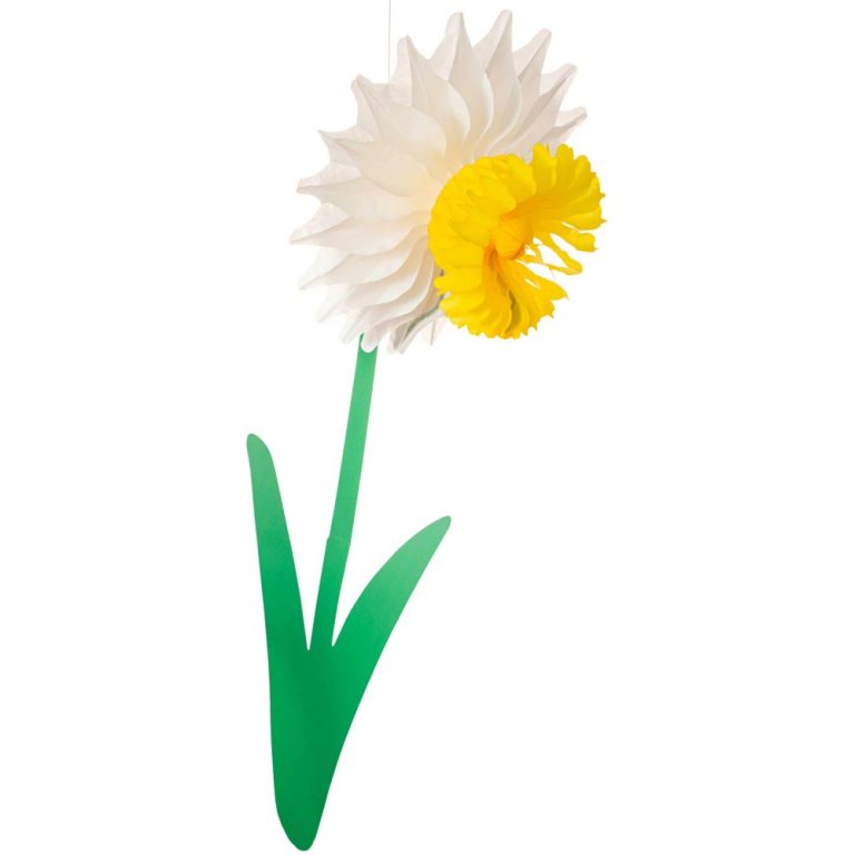 Honeycomb Daffodil in extra large with white petals and yellow center